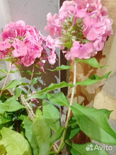 Продам флокс Бэби Фейс