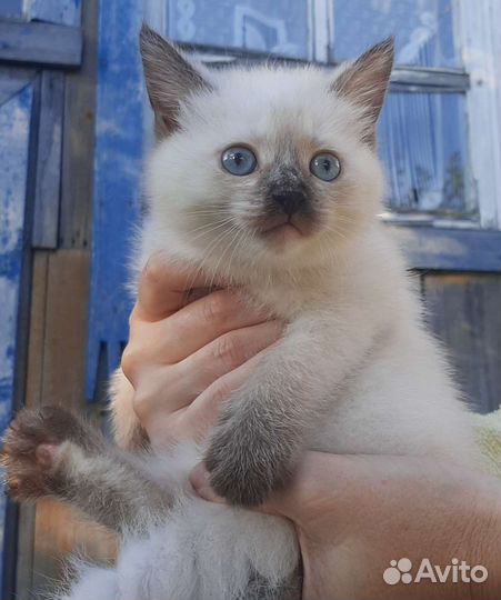 Котенок в добрые руки