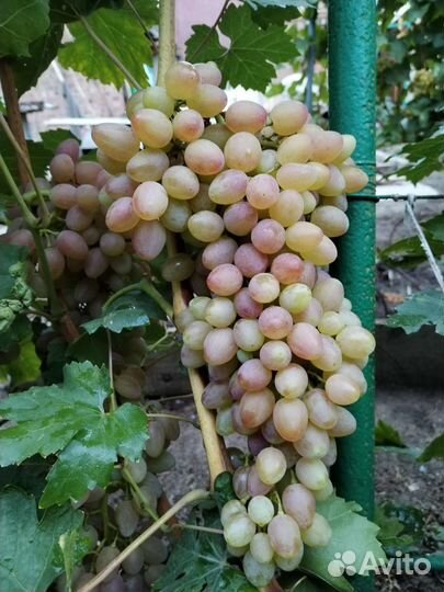 Черенки самых вкусных десертных сортов винограда