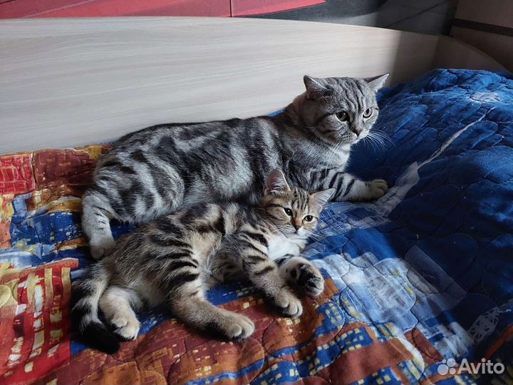 Британская девочка