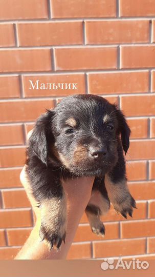 Щенки ягдтерьера