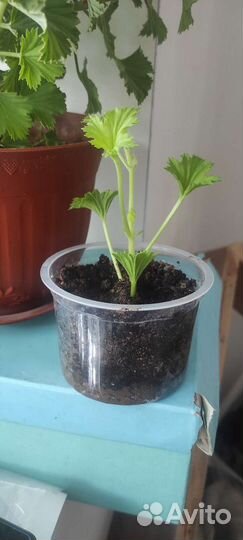 Пеларгония герань королевская,колеус Блюма