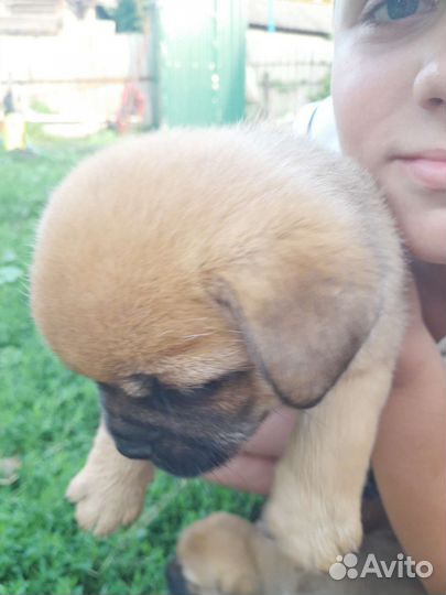 Щенки метисы мопса