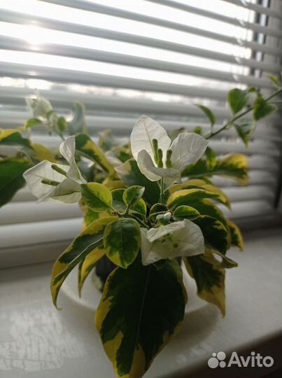 Бугенвиллия White Ice