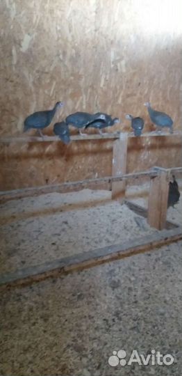 Куры молодки несушки