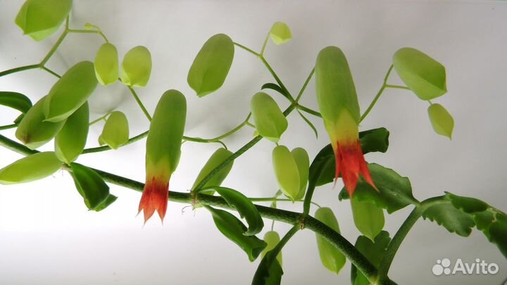 Леуцена (бонсай), другие комнатные растения