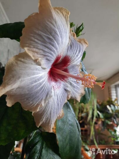 Сортовые гибискусы