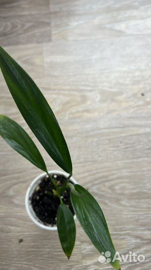 Сциндапсус сильвер spitir