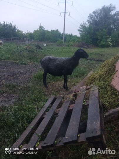 Овца. Романовская порода