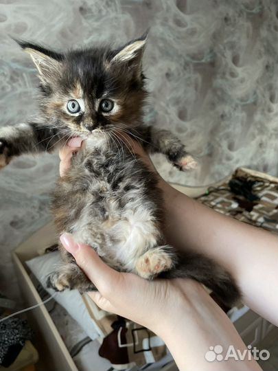 Котята мейн-кун