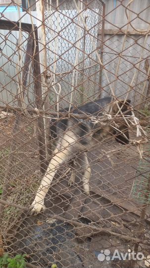 Породистые собаки в дар