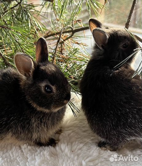Мини карликовый Кролик