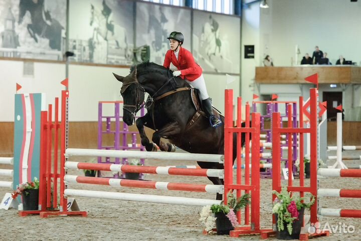 Продам лошадь