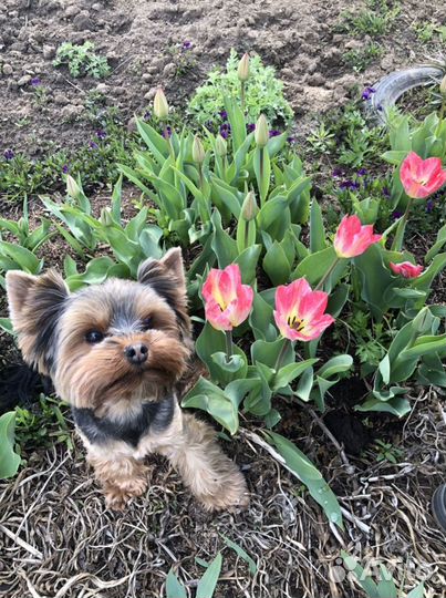 Йоркширский терьер вязка