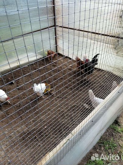 Петух доминант