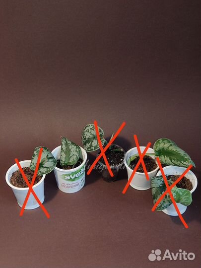 Сциндапсус пиктус экзотика