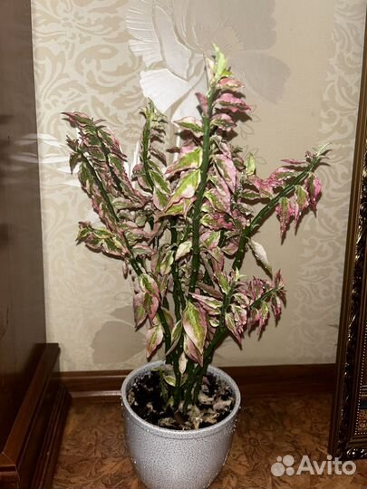 Комнатные цветы