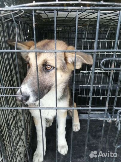 Отлов собак