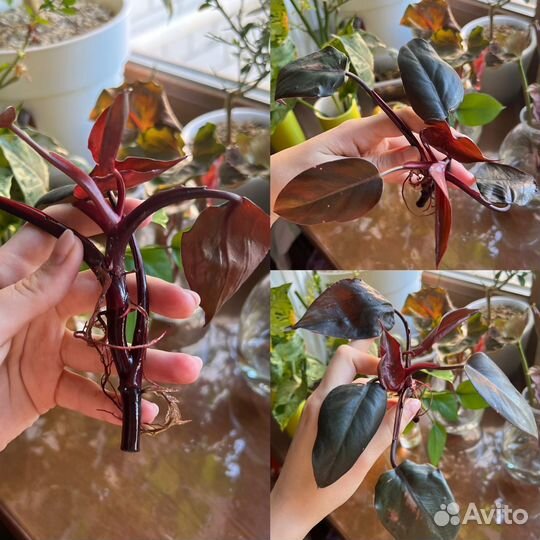 Комнатные растения