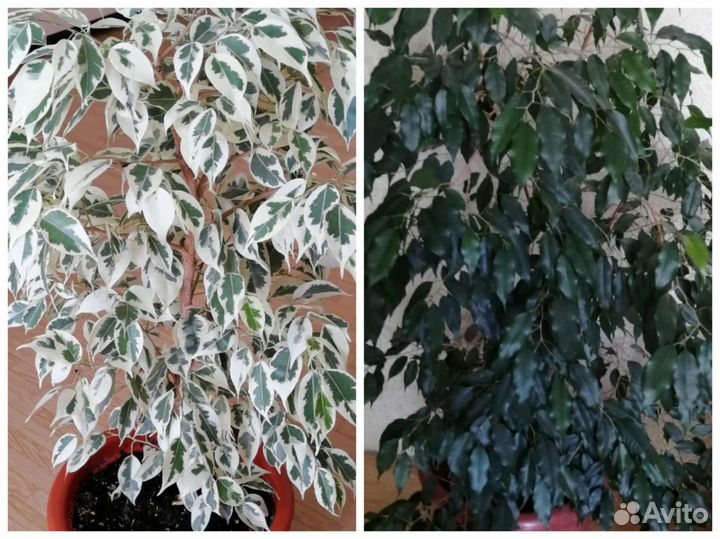 Фикусы Бенджамина