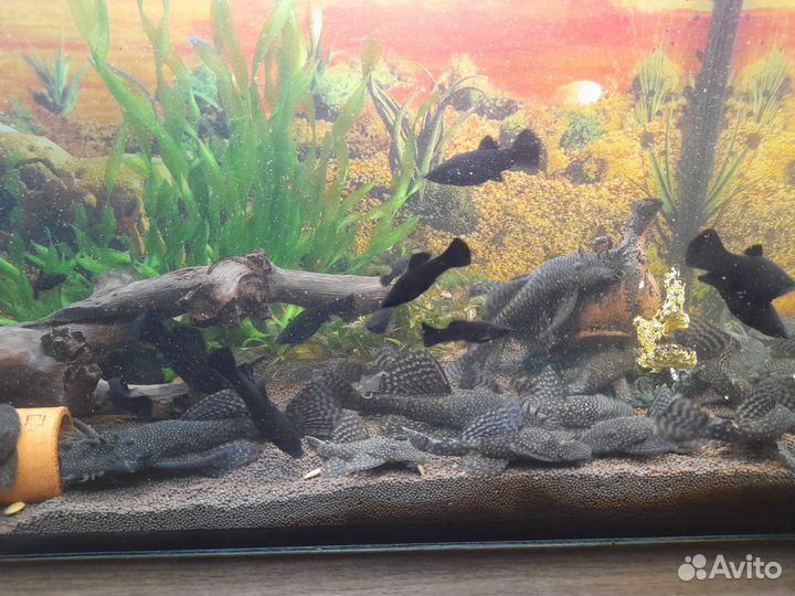 Сомики анциструсы