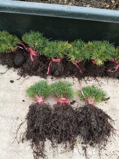 Саженцы голубой ели глаука