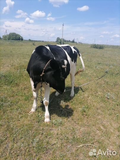 Телята телочки