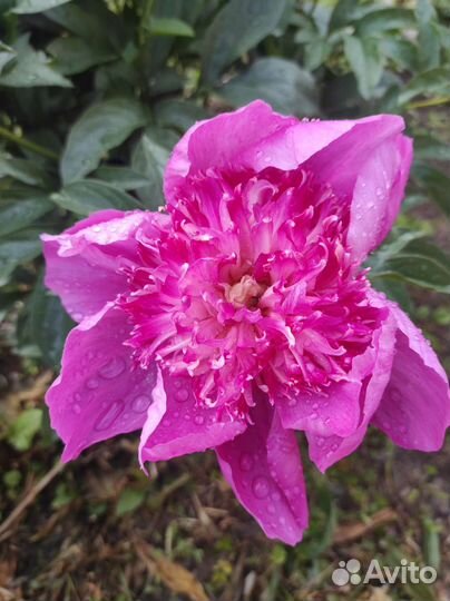 Пион Эдулис Суперба