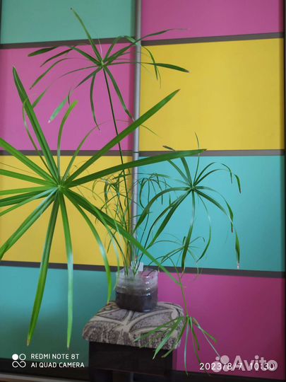 Циперус или болотная пальма, 1 год