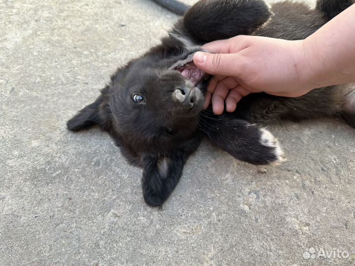 Собака щенок в добрые руки