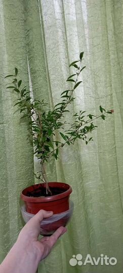 Гранат комнатный и миртовое дерево