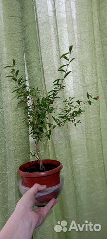 Гранат комнатный и миртовое дерево