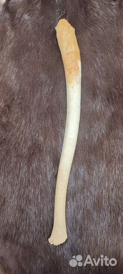 Бакулюм. Ластоногий