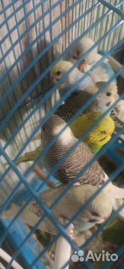 Птенцы волнистый попугай