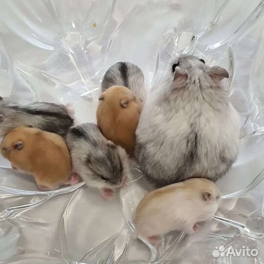 Джунгарские хомячки разных окрасов