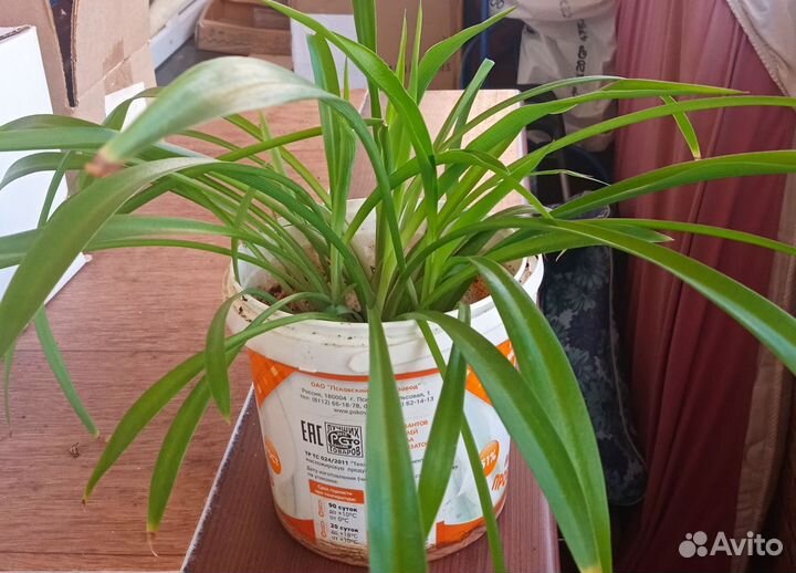 Хлорофитум