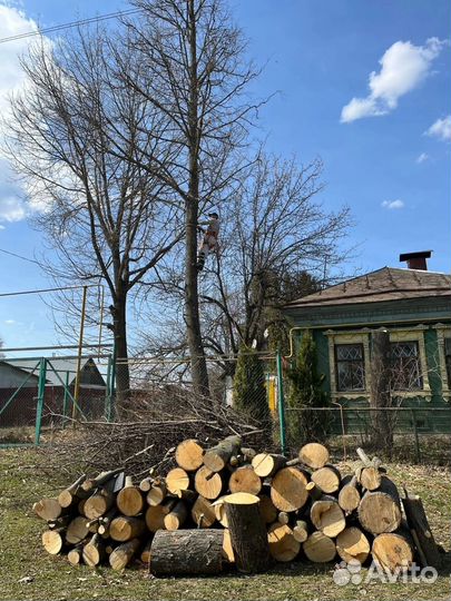 Спил деревьев / расчистка участка