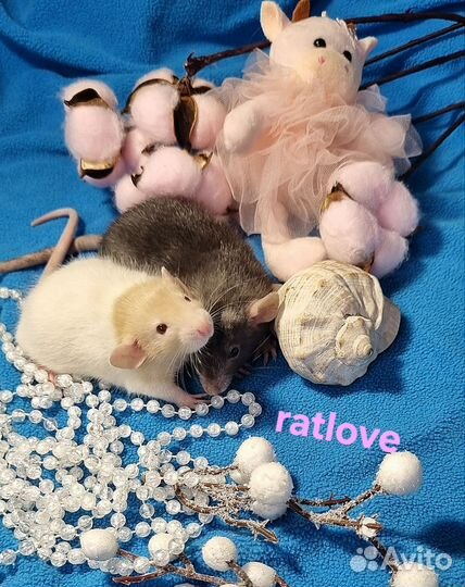 Крысята дамбо ласковые и ручные малыши