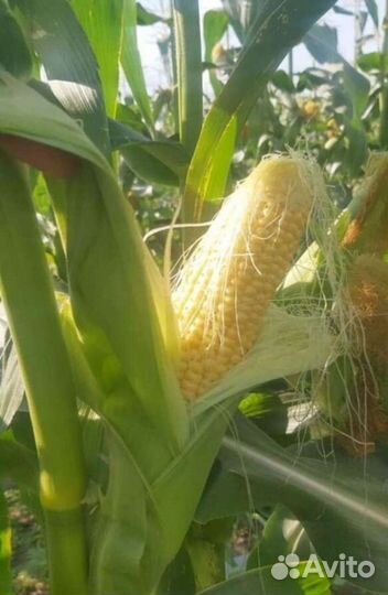 Сладкая кукуруза