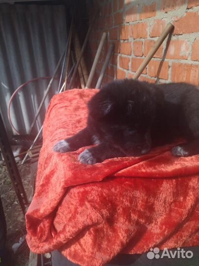 Щенки в добрые руки бесплатно