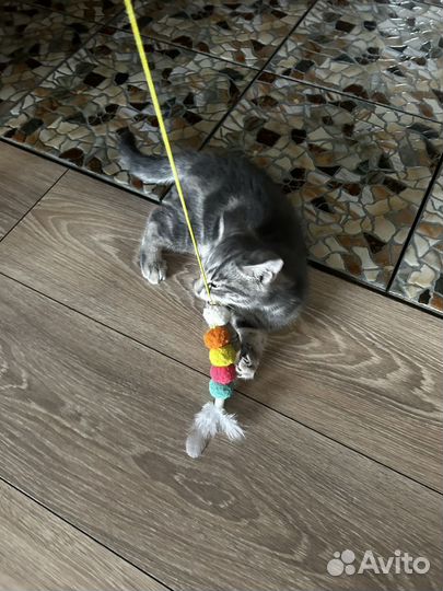 Котенок
