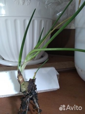 Комнатные цветы Зефирантес белый