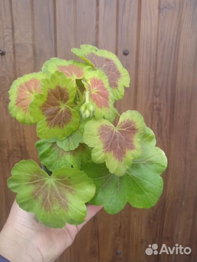 Герани пёстролистные