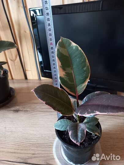 Фикус каучуконосный большой