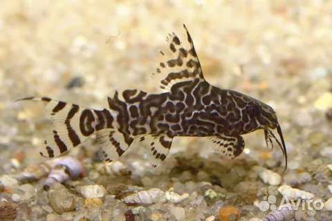 Синадонтис эуптерус