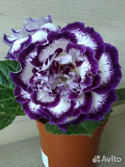 Глоксинии.листы на срез и укорененные