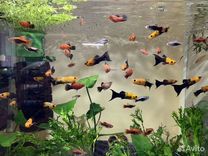 Рыбки, ракообразные, моллюски