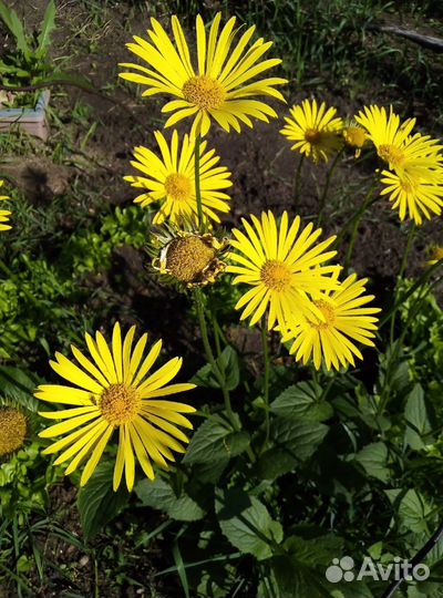 Цветы многолетние