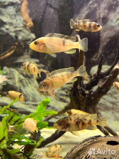 Рыбки цихлиды, Зебра мармеладная мальки