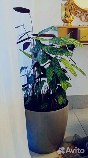 Ктенанта - большой комнатный цветок